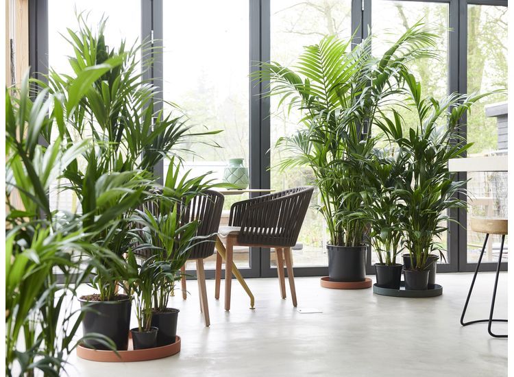 Grote Kentia Kamerpalm