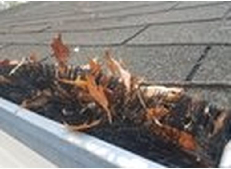 JONSKA Bird Blocker - 4 meter - ø15 cm - Vogelwering voor Zonnepanelen - Dakgoot-Egel / Dakgootborstel / Gootborstel / Gootdrain / Dakgootbescherming