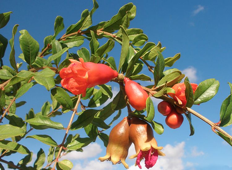 Granaatappelboom 'Punica Granatum'