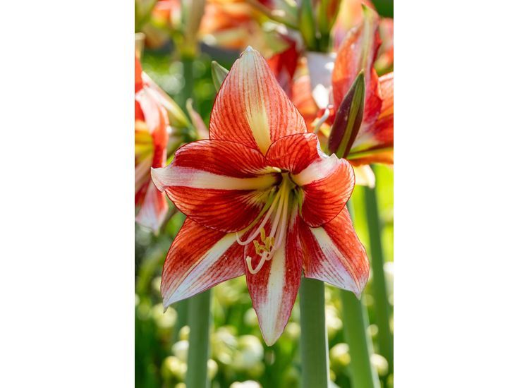 Flowerbulbs Amaryllis bulb 'red-white' - set of 2 