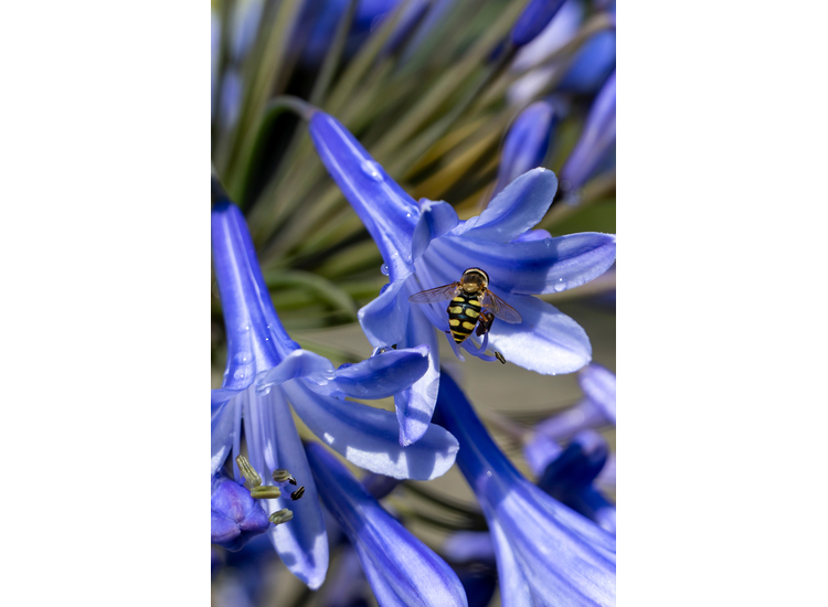 Agapanthus 'blauw' - set van 6