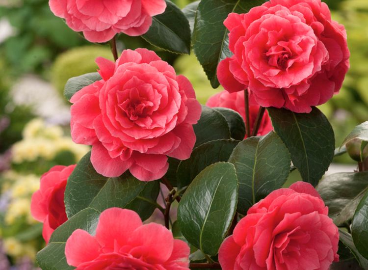 Set van 2 Camelia Japonica