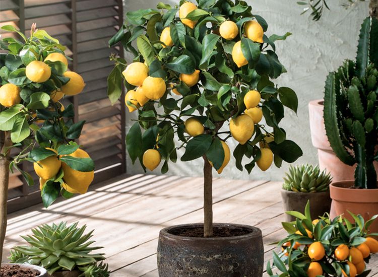 Citroenboom Citrus Limon