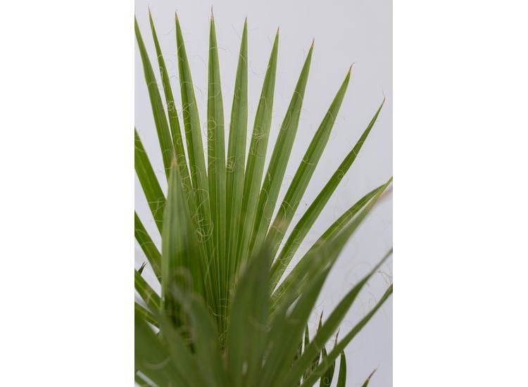 Outdoor Palmmix - mix van 3 