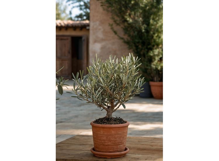 Bonsai Olive tree in bowl