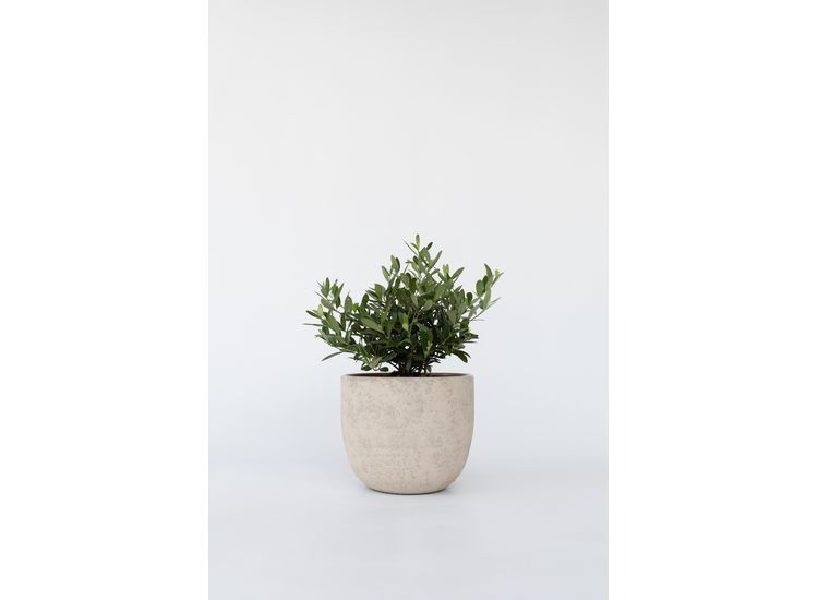 Bonsai Olive tree in bowl