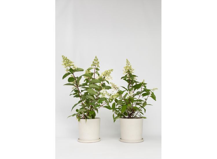 XL Hortensia Paniculata Pinky Winky - set van 2 - 2270002 