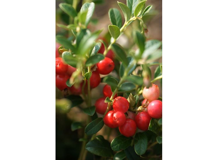 Cranberry - set van 3