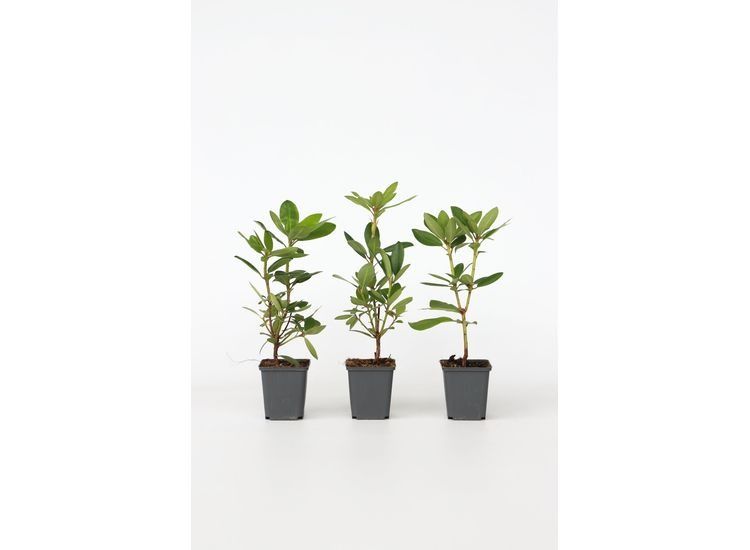 Rhododendron 'Cunningham White' - set van 3 