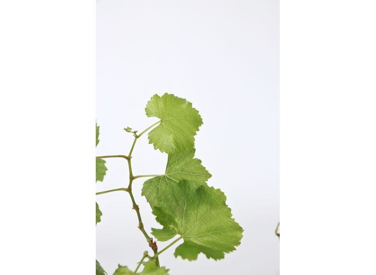 Mix van 3 Druiven planten