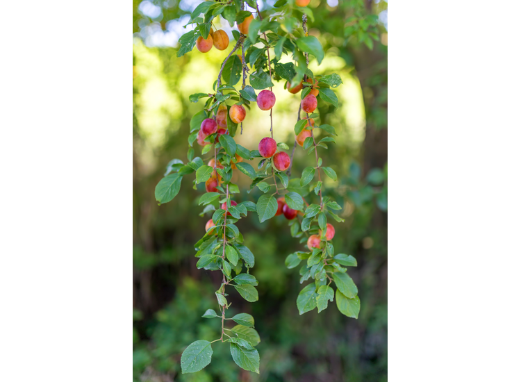 4 Winterharde fruitbomen: Kers, Pruim, Appel en Peer