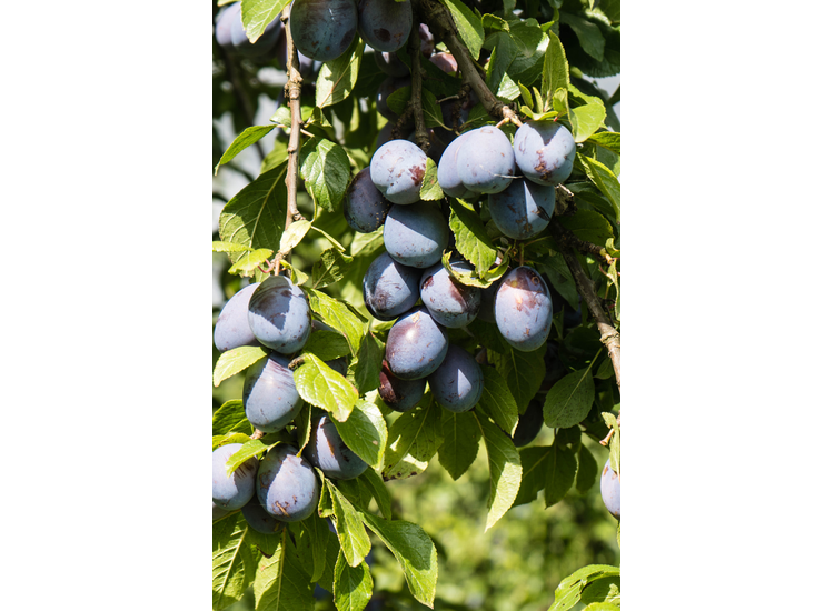 4 Winterharde fruitbomen: Kers, Pruim, Appel en Peer
