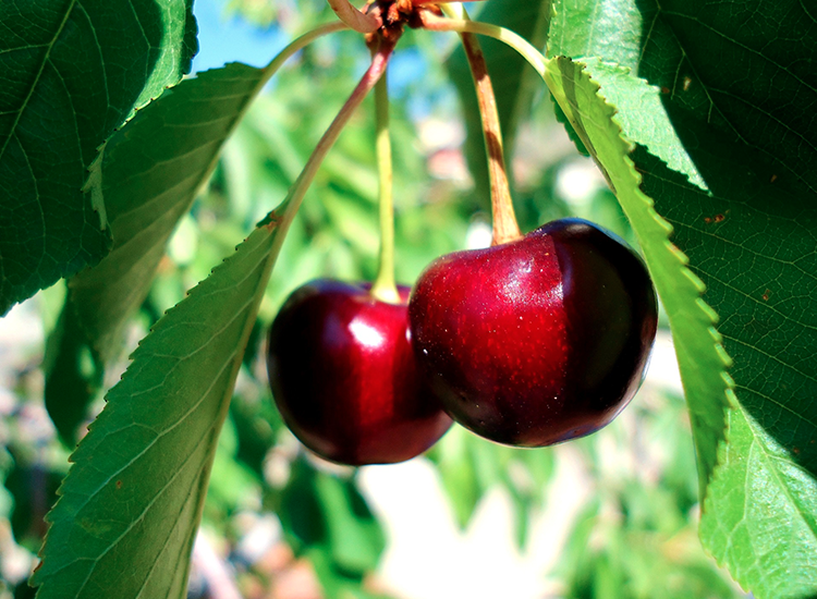 8 Winterharde fruitbomen: Kers, Pruim, Appel en Peer