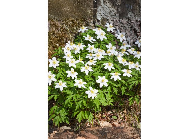 Helleborus 'Christmas rose' - set of 3