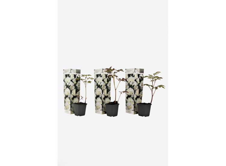 Set van 3 Pioenrozen wit