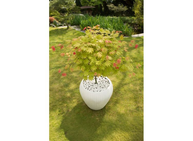 Japanse Esdoorn 'Acer Moonrise'