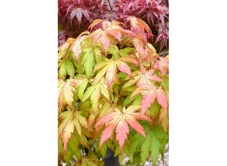 Japanse Esdoorn 'Acer Moonrise'