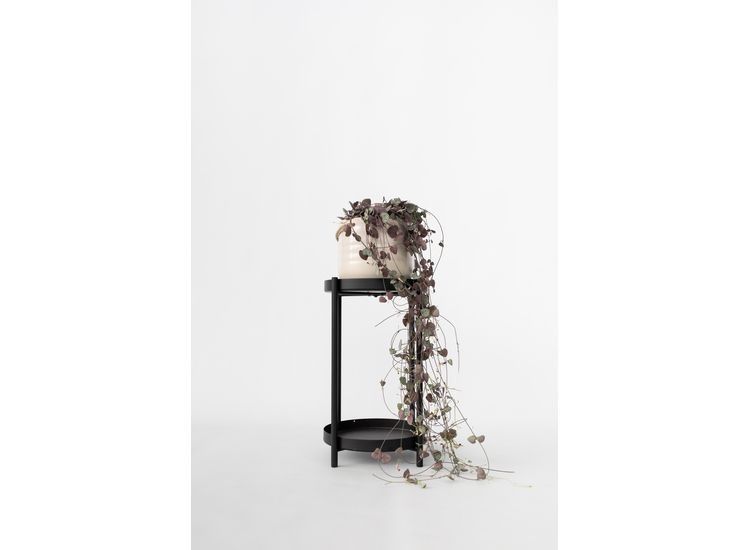 Ceropegia Woodii 'Chinees lantaarnplantje