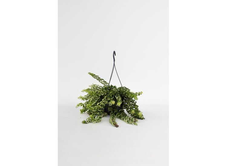 Aeschynanthus 'Twister' hang plant - 4230151 