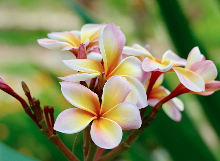 Plumeria 'Frangipani' Hawaii