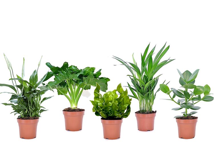 Gemixte Set van Luchtzuiverende Planten |