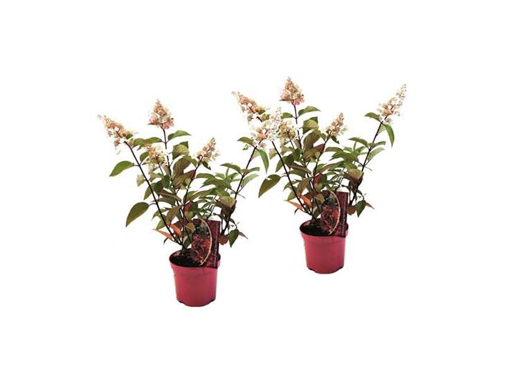 XL Hortensia Paniculata Pinky Winky - set van 2
