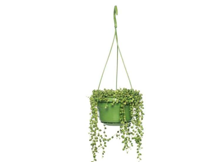 Senecio 'String of Pearls' hanging plant