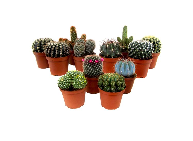 Mini cactus - mix van 12