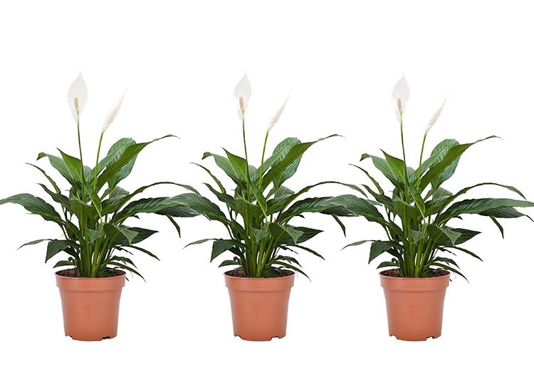 Set van 3 Spathiphyllum - 'lepelplanten'