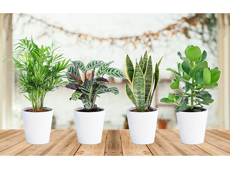 Set van 4 oersterke ‘Easy-care’ kamerplanten
