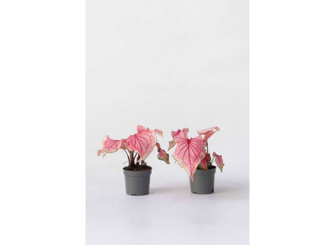 Caladium Sweetheart - set van 2
