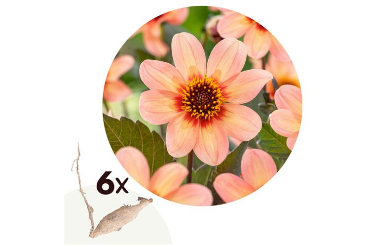 Dahlia Happy Single First Love - Set van 6 bollen - Nederland