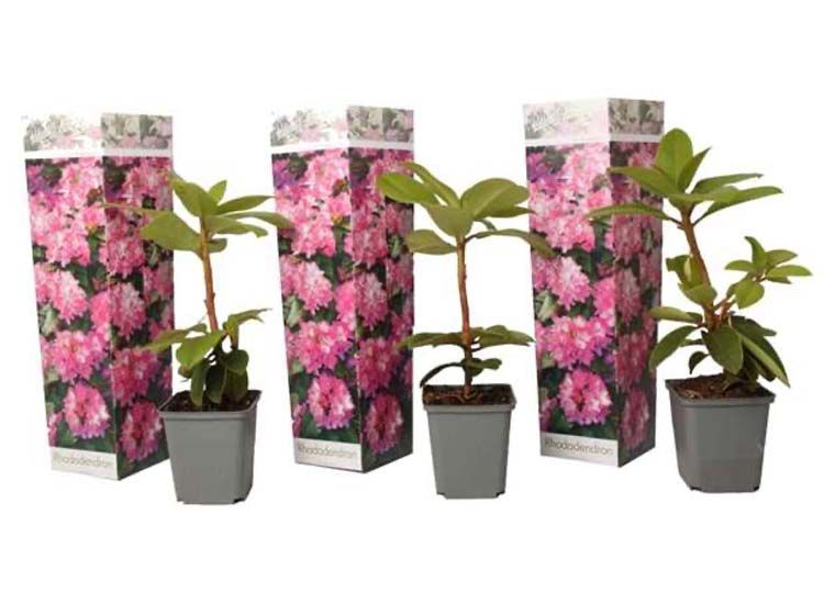 Rhododendron 'Elegans Pink' - set van 3
