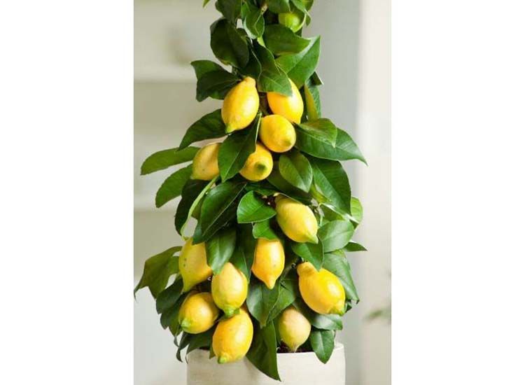 Citrus Limon Pyramid