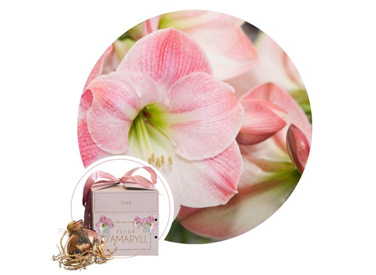 Flowerbulbs Amaryllis in giftbox - Pink