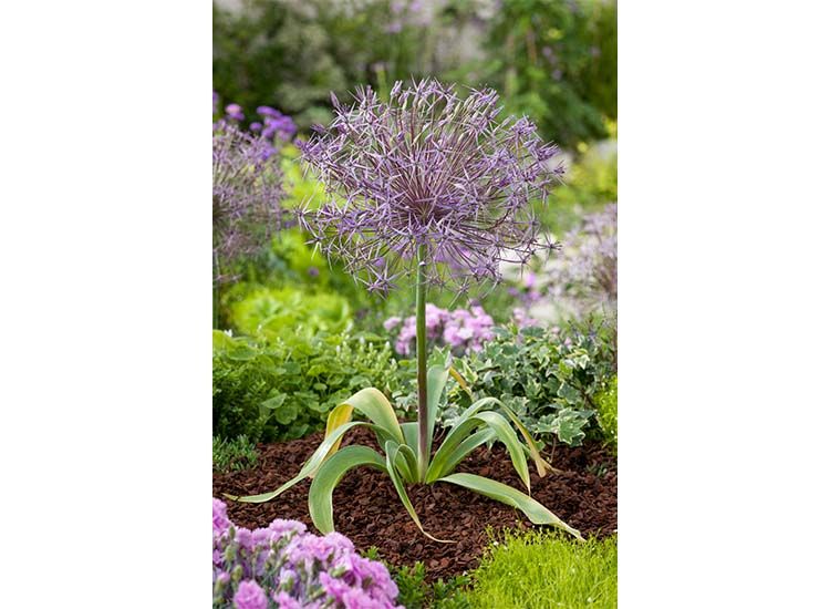 Allium 'Christophii' - set van 30 bollen