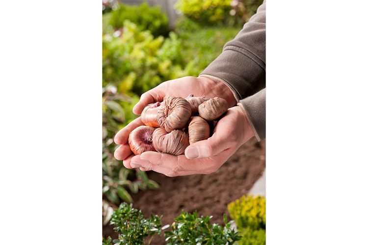 Gladiolus 'Passos' Zwaardlelie - set van 21 bollen
