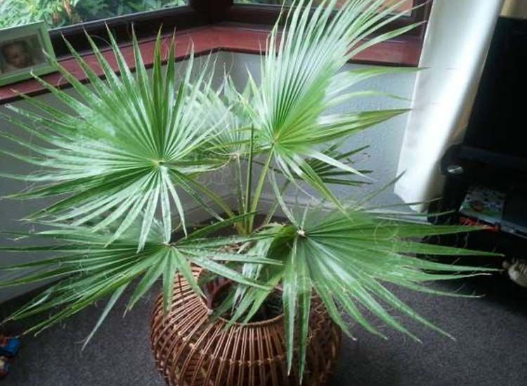 Mexican Fan Palmtree 'Washingtonia Robusta'