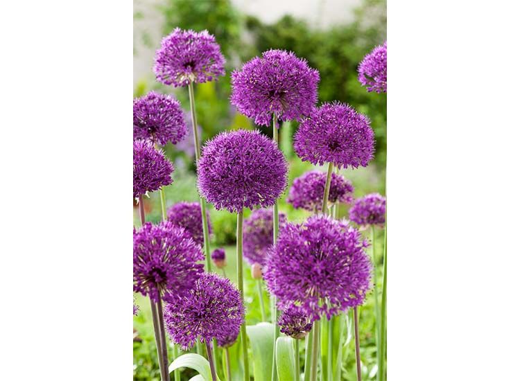 Alliumbollen 'Purple Sensation' - set van 30 bollen
