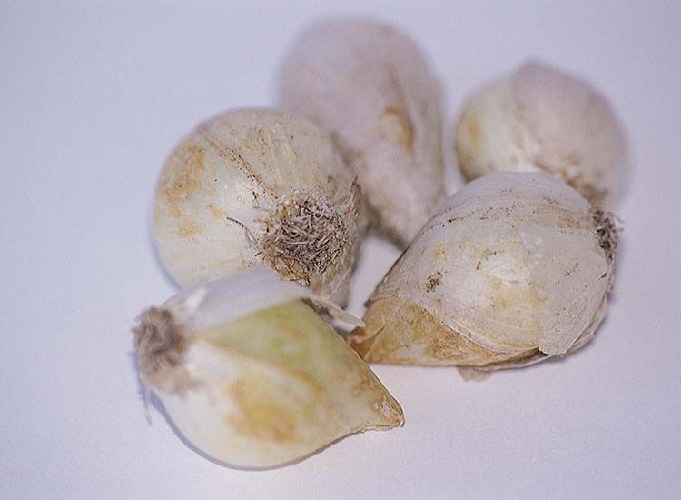 Allium bloembollen 'Caeruleum' - set van 80 bollen