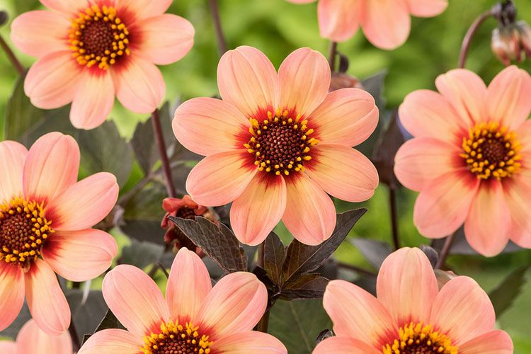 Dahlia Happy Single First Love - Set van 6 knollen - Nederland