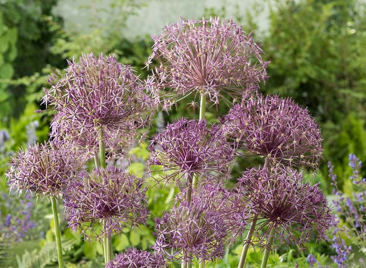 Allium 'Christophii' - set van 15 bollen