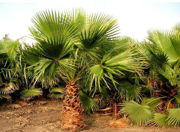 Mexican Fan Palmtree 'Washingtonia Robusta'