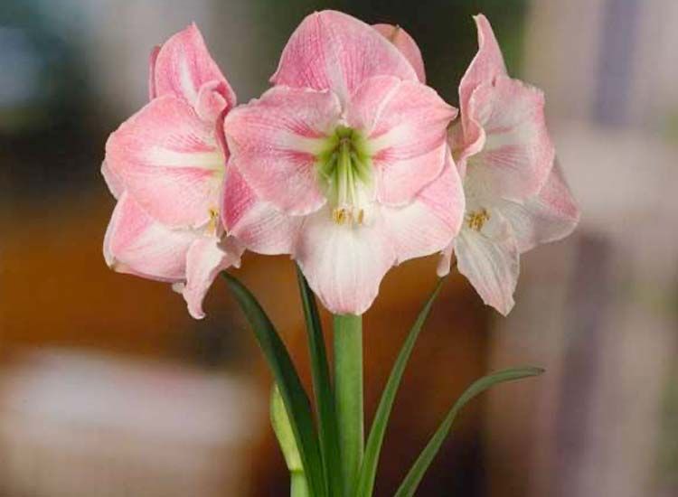 Flowerbulbs Amaryllis in giftbox - Pink