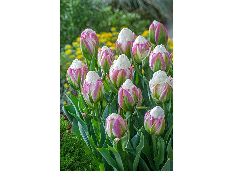 Tulpenbollen 'Ice Cream' - set van 10 bollen