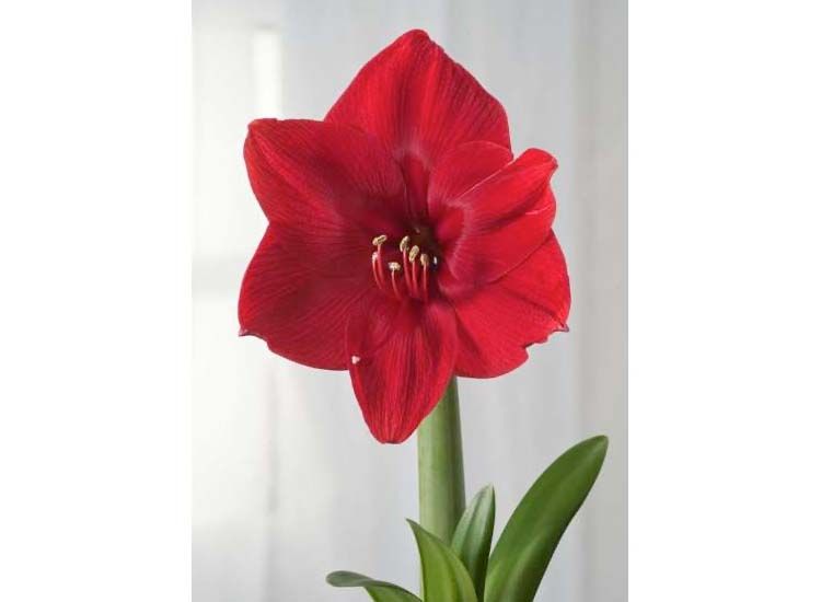 Flowerbulbs Amaryllis in giftbox - Red