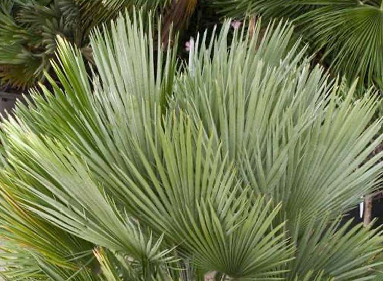 XL Chamaerops Vulcano Palmtree