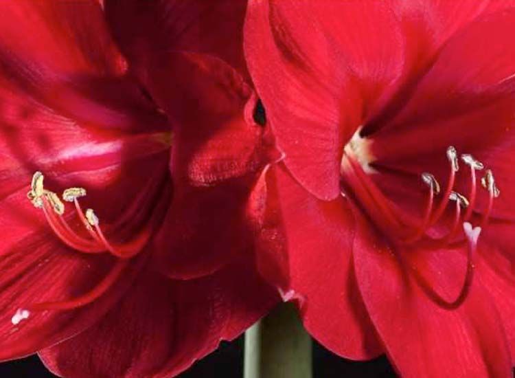 Flowerbulbs Amaryllis in giftbox - Red