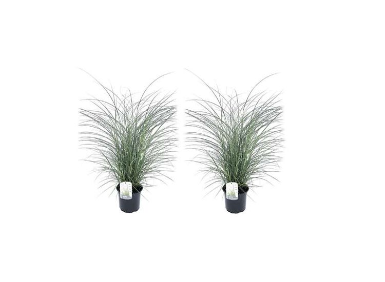 Miscanthus ‘Kleine Silberspinne’ gras - set van 2 