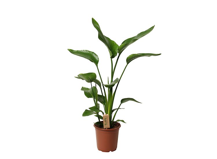 XL Strelitzia Paradijsvogelplant -  55-70 cm 